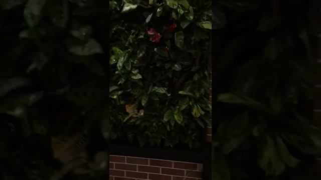 Зеленая стена из живых цветов и растений