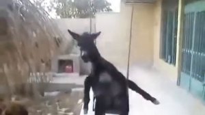 Лошадь которая качается на качели