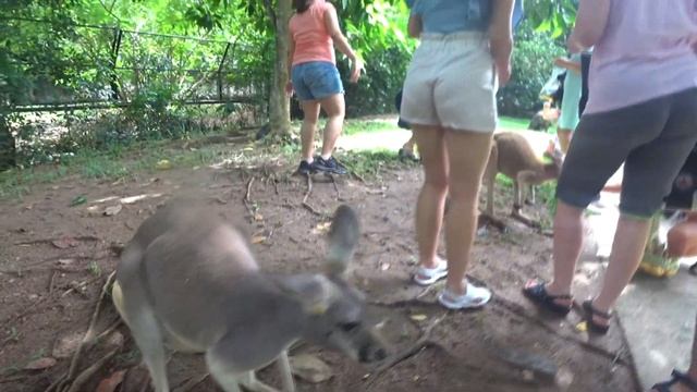 Зоопарк Кхао Кхео. Кормление кенгуру смотреть онлайн