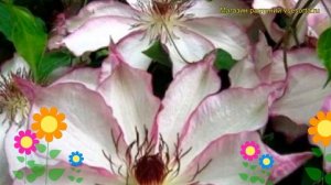 Клематис гибридный Нина. Краткий обзор, описание характеристик clematis Nina