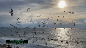 Сравниваем Крым и Сочи где лучше жить