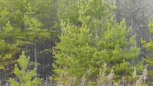 Ориентирование в кризисной ситуации. По электролинии 2