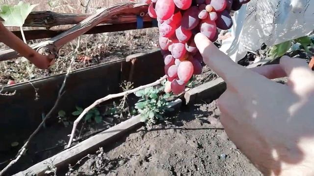 Сорт винограда - Ризамат