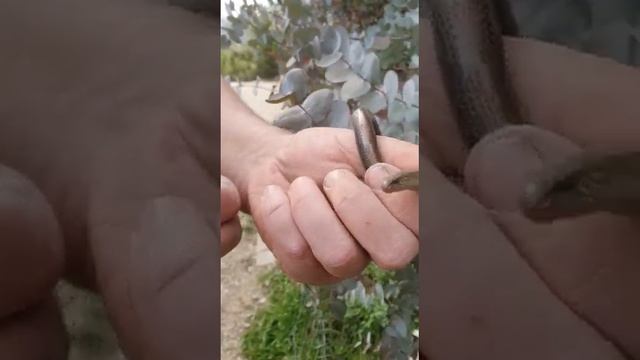 Ящерица Медянка проснулась смотреть онлайн