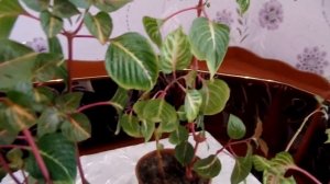 Ирезине (Iresine). Выращивание и уход