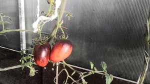 Томат " Сержант Паскаль" в Теплице 4 ноября 2022 г.