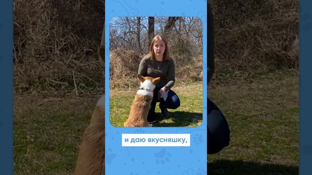 Как приучить собаку к расчесыванию? Уход за собакой в домашних условиях 🐕🪮 смотреть онлайн