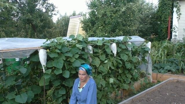 Как существенно продлить плодоношение огурцов без удобрений