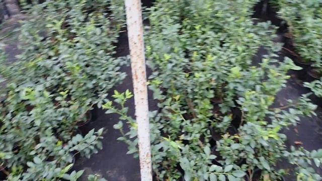 Саженцы голубики оптом и в розницу.