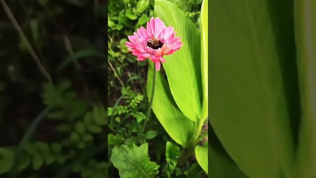 gerbera daises #perennial plant #gerberaflower #short