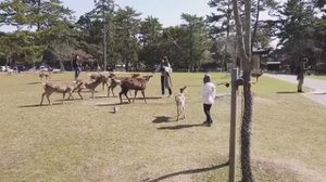 Япония. Нара.