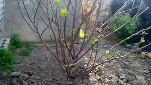 Формирование куста инжира. Черенкование инжира