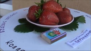 ПЕРЧИНКЬЮ!  Новый сорт клубники со смешным названием... Очень сладкая и вкусная.