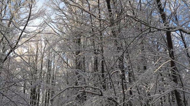 WINTER FOREST. RUSSIA 2020 LANA DEL REY - OLD MONEY. Film has been produced by Leon Bochkarev. смотреть онлайн