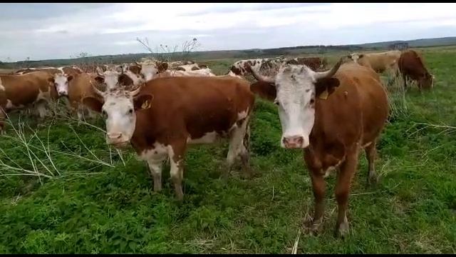 Порода Симменталы товарный КРС телки коровы нетели продажа КРС живым весом. +79656150726 смотреть онлайн