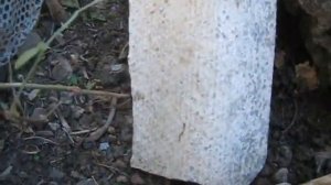 Кампсис. Текома. Размножение, укоренение кампсиса / текомы.  Способы размножения кампсиса / текомы.