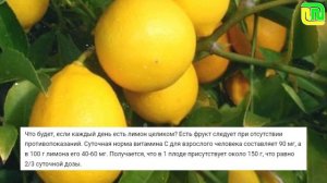 Что будет, если есть лимон каждый день? Какова его норма? | Польза и вред лимона для организма ?