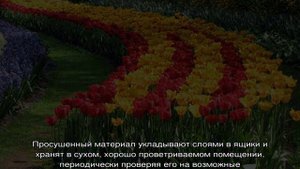 Когда выкапывать луковицы тюльпанов после цветения