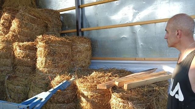 Навес для хранения сена/ Новый баран в стаде