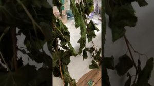 Плакучая китайская шелковица длинноплодная.