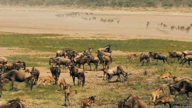 Национальный парк Серенгети. Кения смотреть онлайн