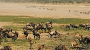 Национальный парк Серенгети. Кения