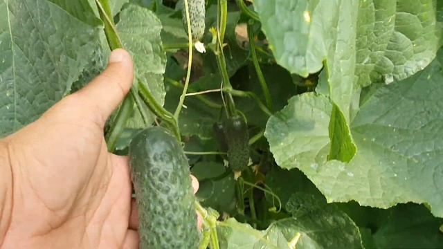 Овощи растут. Огурец СВ4097 от Seminis в пленочных теплицах смотреть онлайн