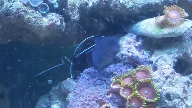 Cleaning time Fire shrimp and Bicolor blenny смотреть онлайн