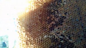 .ОБСУШКА РАМОК С ПЕРГОЙ!!