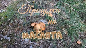 Прогулка по маслята.