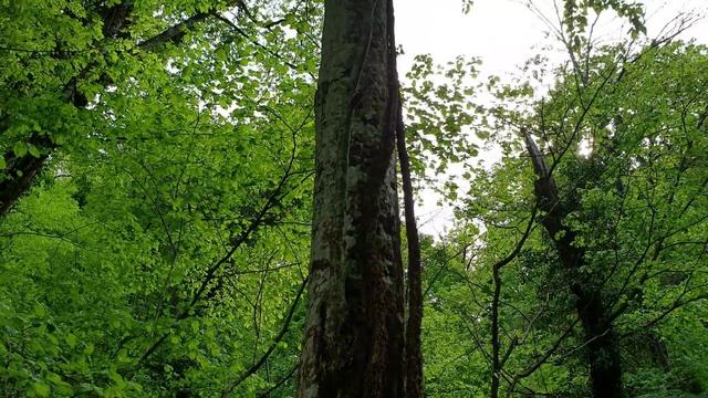 ГЕЛЕНДЖИК... ПШАДА... ВОДОПАДЫ... ДОЛЬМЕНЫ... ПАРК ИНЬ-ЯНЬ и ДИВНОМЕДЬЕ... май 2019... смотреть онлайн