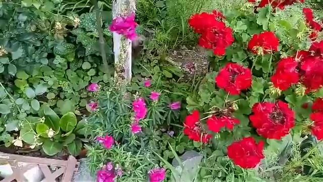 Дача,Прогулка по моему саду июль 2018 года. смотреть онлайн