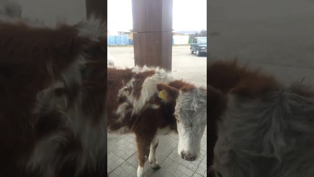 Когда в закон вступили маски 😷, #приколы