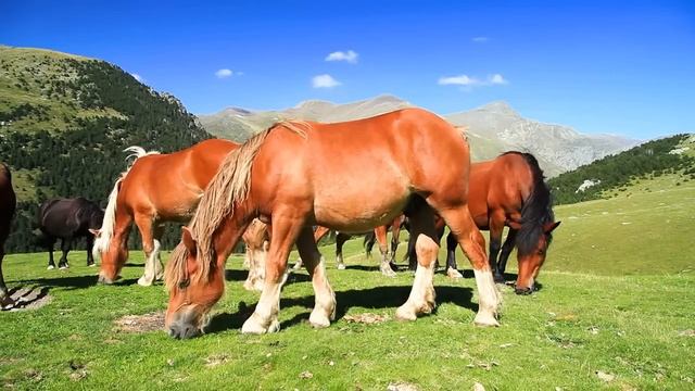 Музыка расслабляет нервную систему, улучшает память ? Сергей Грищук музыка #14 смотреть онлайн