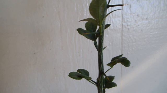 How to graft citrus and Kumquat смотреть онлайн