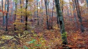 Мелодия на вечер... Осенний Саксофон... Autumn Saxophone!!!