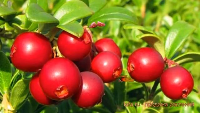 Брусника обыкновенная Ред Перл (red perl red perl) ? обзор: как сажать, саженцы брусники Ред Перл смотреть онлайн