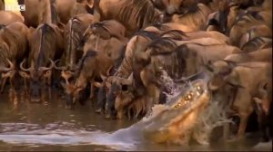 Нападение крокодила на гну   Да же на водопое для гну может обернуться опасностью быть съеденной кр
