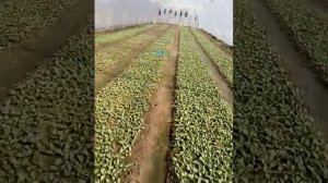 Полив редиса маятниковой поливалкой.