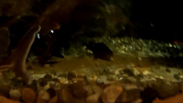 Аквариум с осетрами в Океанариуме часть 1 смотреть онлайн