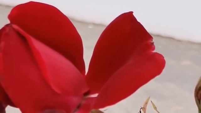 Это я скучаю по тебе... Божественная красота природы... смотреть онлайн