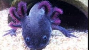 все виды аксолотлей