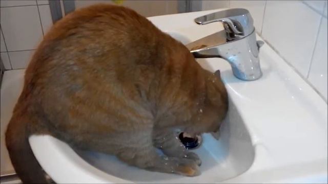 Где моя вода/Кот водяной смотреть онлайн