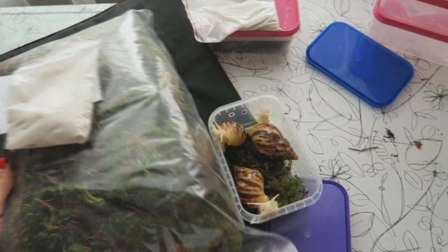 Улитки ахатины альбино проданы! Последнее видео про отправку улитят! смотреть онлайн