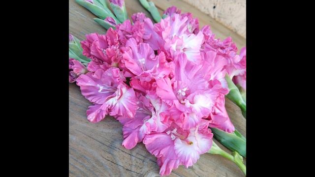 Розовые гладиолусы в моем саду смотреть онлайн
