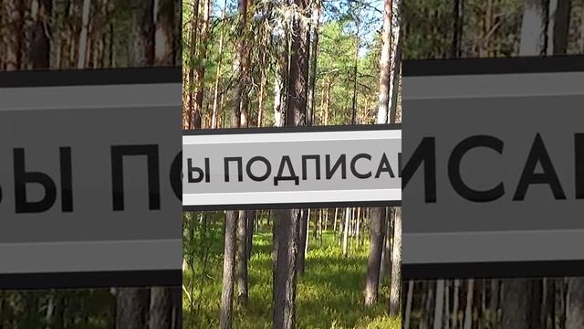 Заколдованная брусничная поляна.