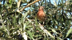 Птицы 37 видов птиц в одном видео и примеры их голосов