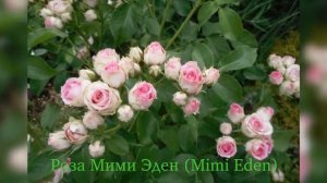 Rose Mimi Eden (роза Мими Эден)
