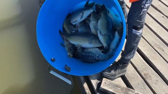 Запуск карпа 1600 кг навеской 2-4 кг смотреть онлайн