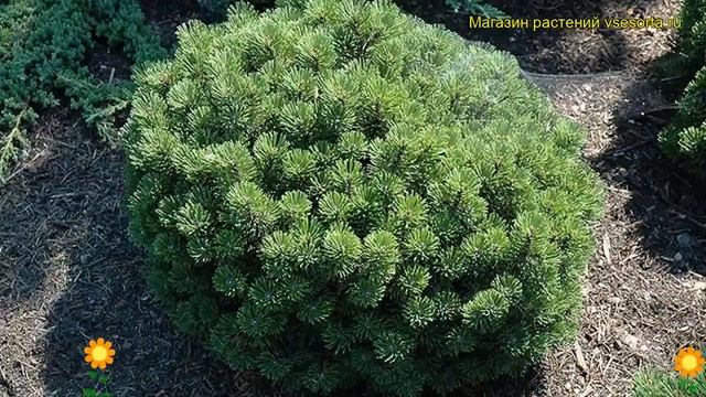 Сосна горная Шервуд Компакт. Краткий обзор, описание характеристик, где купить саженцы смотреть онлайн